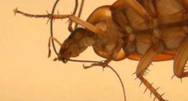 Усатые чистюли: выяснена тайна гигиены насекомых