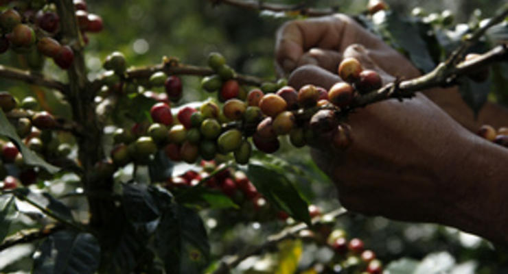 В Гватемале объявлено ЧП из-за "кофейной ржавчины"