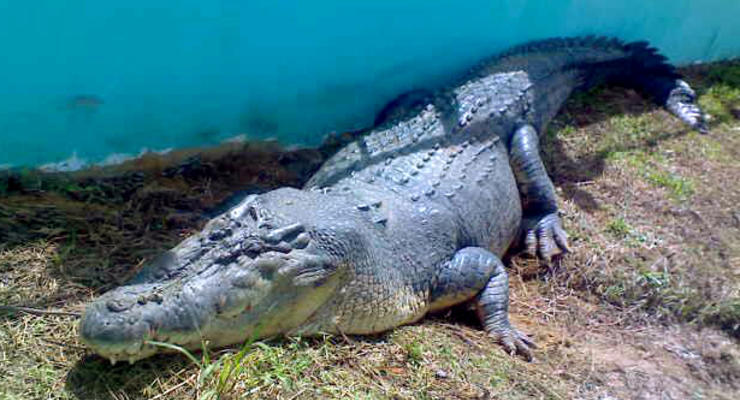 Умер самый большой крокодил в мире (ФОТО, ВИДЕО)