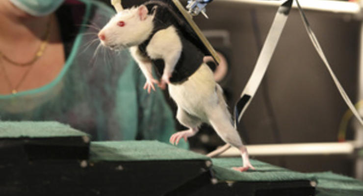 Ученые научили крыс осязать инфракрасный свет