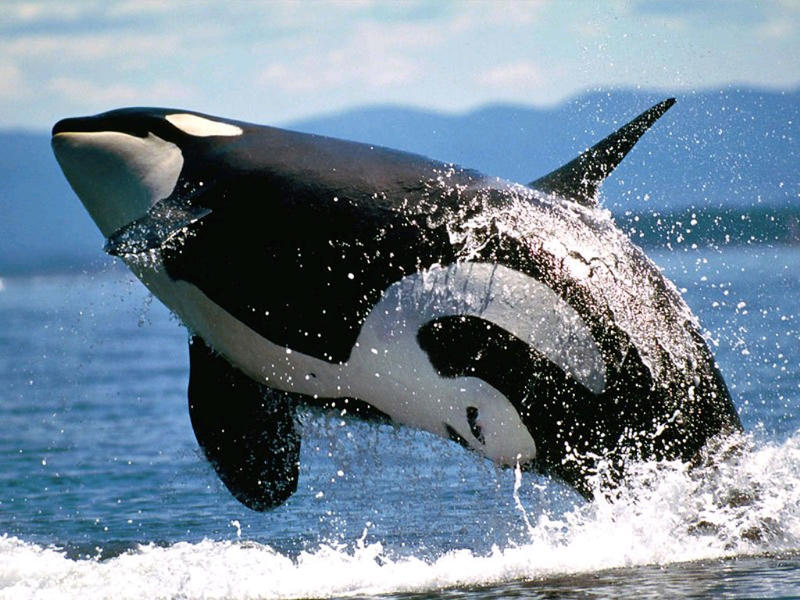 День китов и дельфинов: ТОП-10 фактов о китах / zoockub.ru
