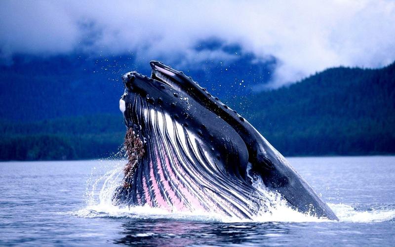 День китов и дельфинов: ТОП-10 фактов о китах / goodfon.ru