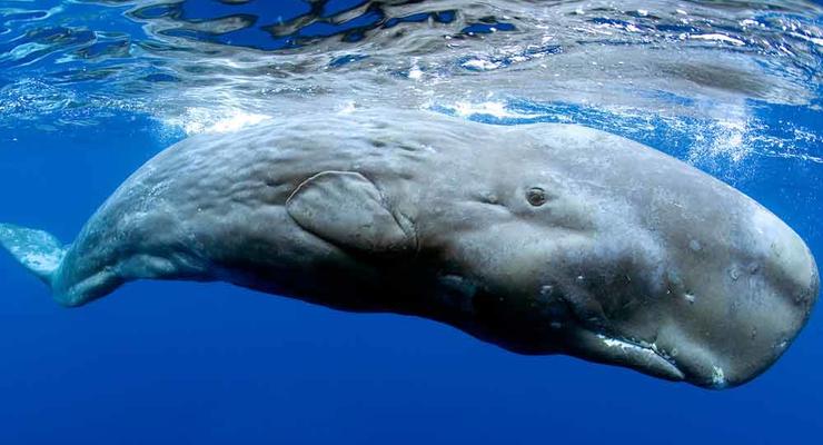 День китов и дельфинов: ТОП-10 фактов о китах