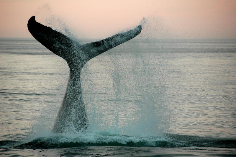 День китов и дельфинов: ТОП-10 фактов о китах / shutterstock.com