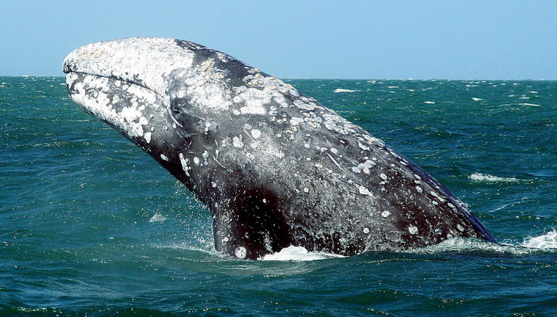 День китов и дельфинов: ТОП-10 фактов о китах / animalbox.ru