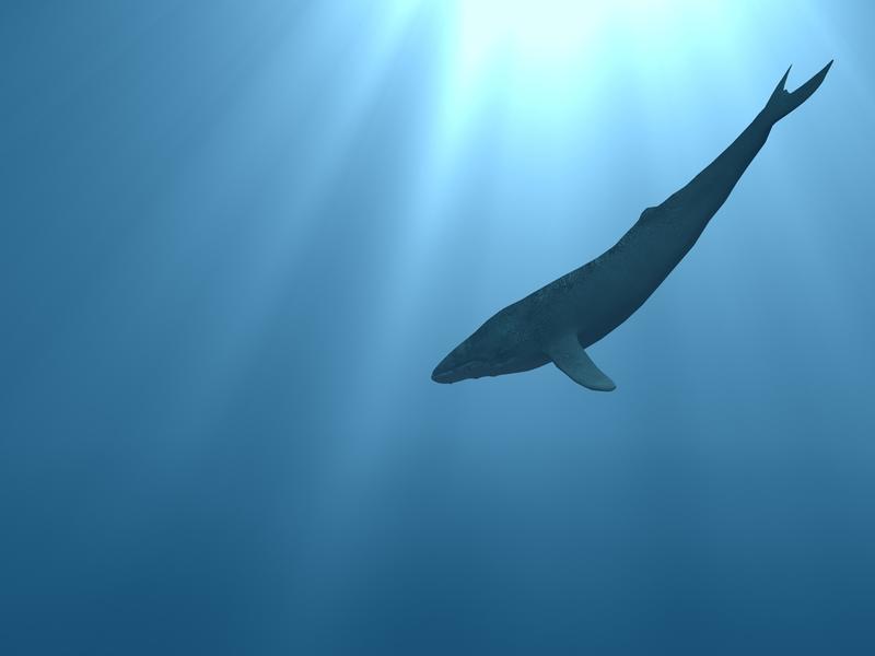 День китов и дельфинов: ТОП-10 фактов о китах / shutterstock.com