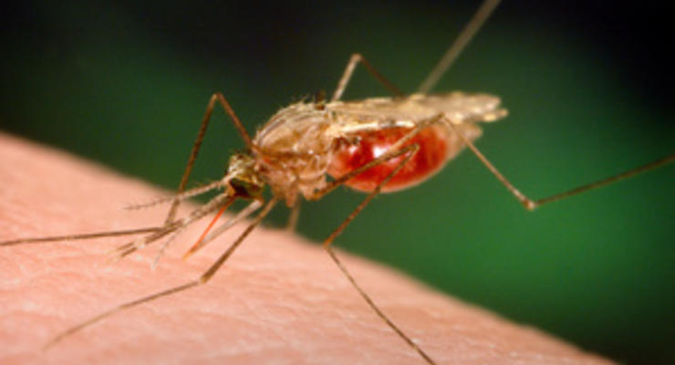Спасения нет: Репелленты больше не действуют на комаров