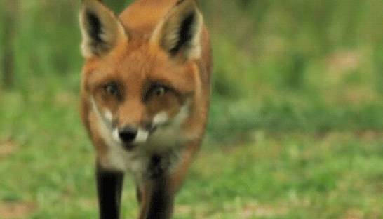 Ожившие картинки: невероятные изображения природы