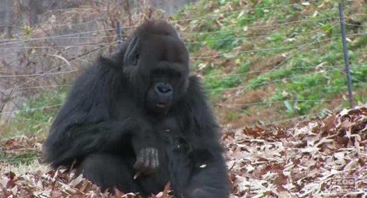 Сумасшедшая горилла стала интернет-хитом (ВИДЕО)