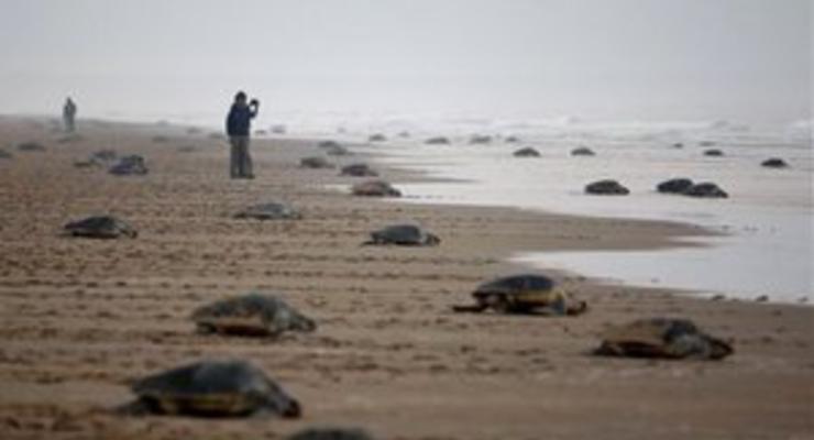 Прощайте, гиганты: Морские черепахи под угрозой вымирания