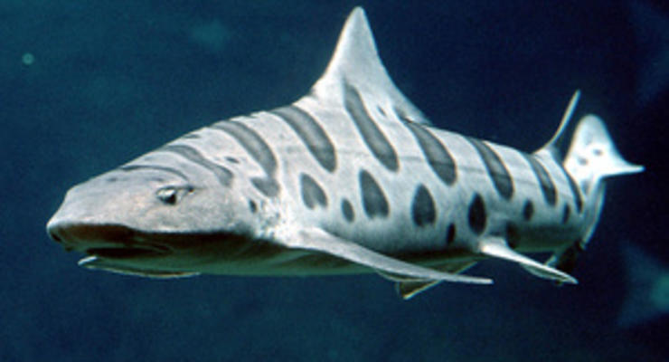Ученые призывают остановить истребление акул