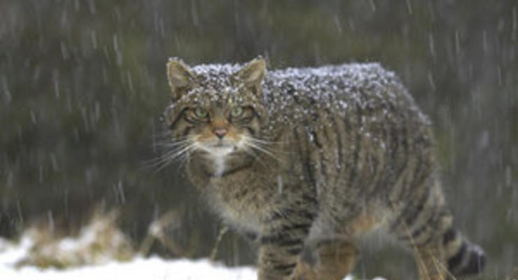 Зоологи: В Беларуси полностью истребили популяцию лесного кота