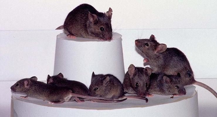 Армия клонов: ученые «скопировали» одну мышь 581 раз