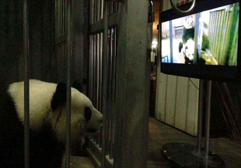 Порно для панд: черно-белых мишек учили сексу (ФОТО, ВИДЕО)