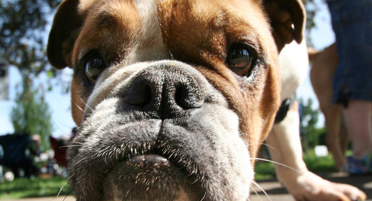 Читай по морде: разгадана тайна эмоций собак