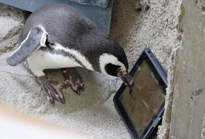 Первые в мире пингвины-геймеры: птиц научили играть на iPad (ФОТО, ВИДЕО) / dailymail.co.uk