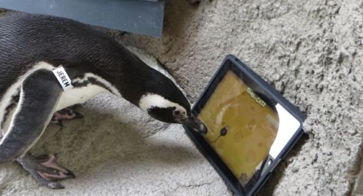 Первые в мире пингвины-геймеры: птиц научили играть на iPad (ФОТО, ВИДЕО)