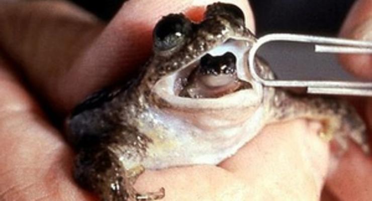 В Австралии "воскресят" лягушек, которые рожали через рот