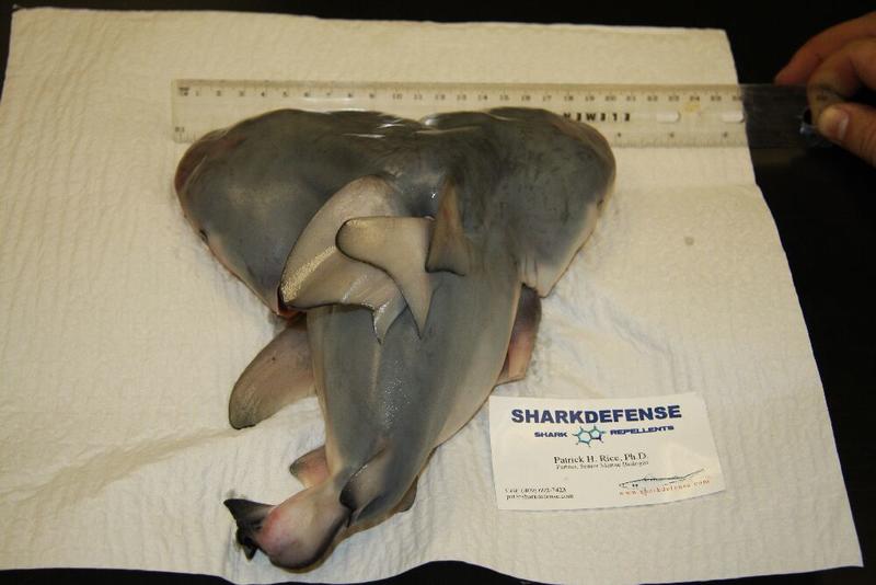 Американский рыбак поймал акулу с двумя головами (ФОТО) / sharkdefense.com