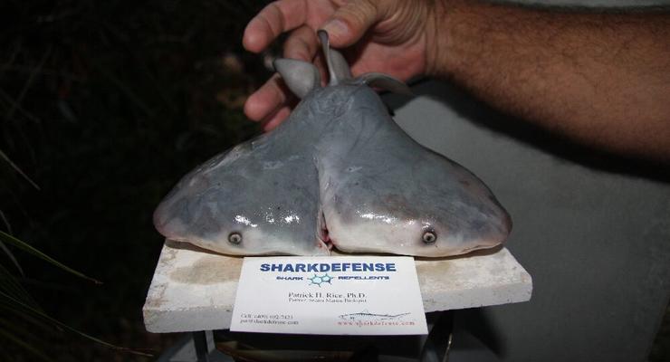 Американский рыбак поймал акулу с двумя головами (ФОТО)