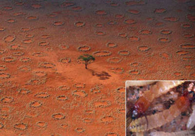 Раскрыта тайна происхождения африканских ведьминых кругов