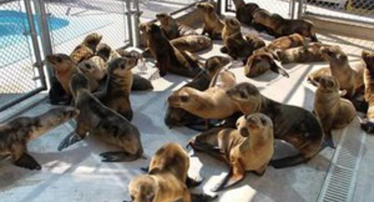 В Калифорнии на пляж выбросились сотни детенышей морских львов