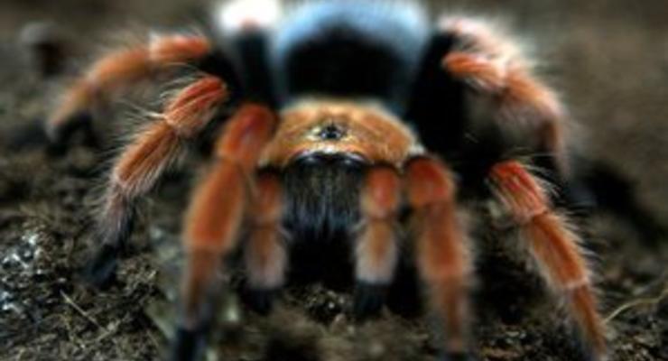 На Шри-Ланке случайно нашли гигантского ядовитого паука