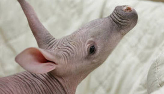 В российском зоопарке впервые родился трубкозуб