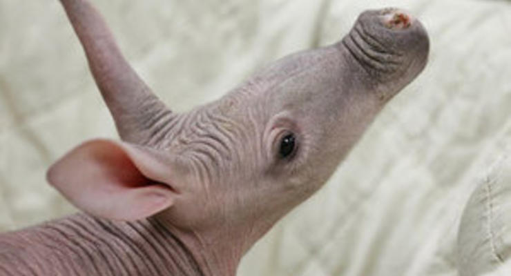 В российском зоопарке впервые родился трубкозуб