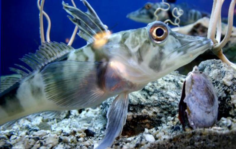 Ученые озадачены: найдена рыба с прозрачной кровью (ФОТО, ВИДЕО) / Wikimedia.com