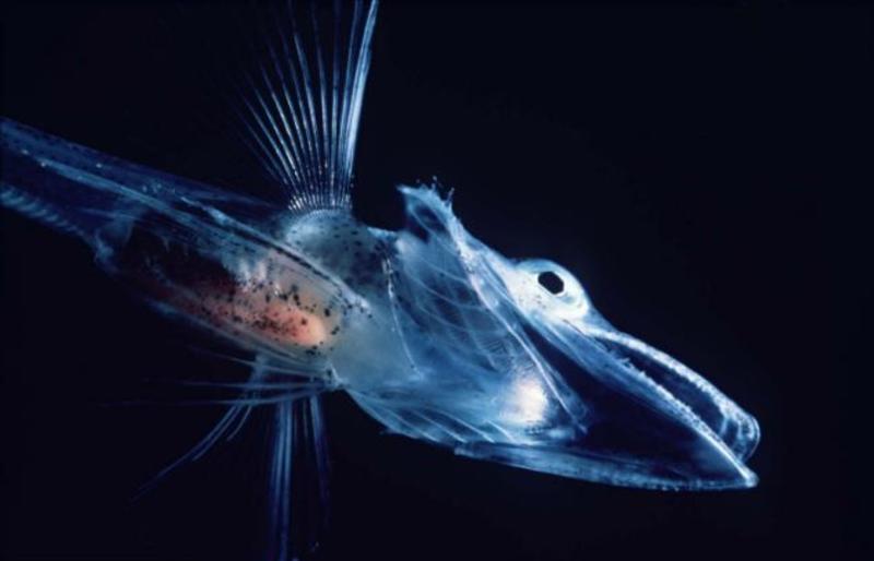 Ученые озадачены: найдена рыба с прозрачной кровью (ФОТО, ВИДЕО) / Wikimedia.com