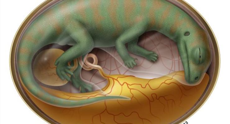 Раскрыта тайна яиц древних динозавров