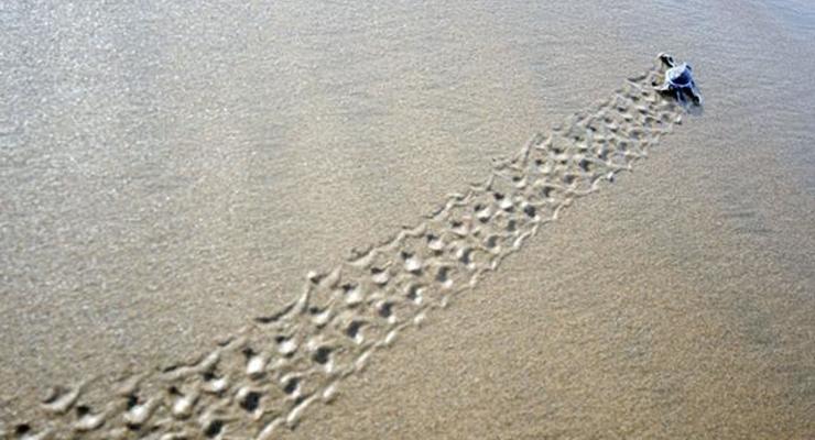 Терминатор-черепаха: Робота научили ходить по песку (ФОТО, ВИДЕО)