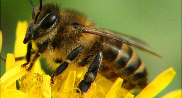 Интересный факт дня: без пчел мы все погибнем