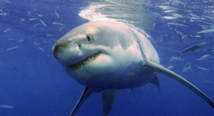 Интересный факт дня: акулы съедают друг друга в утробе матери
