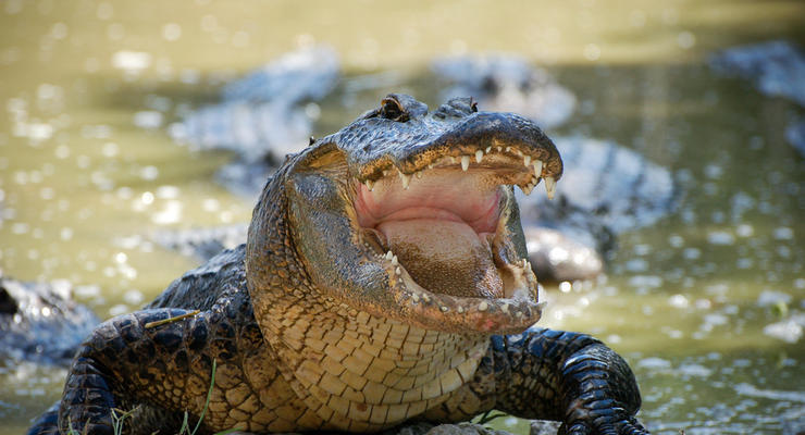 Проблему зубов у человека решат крокодилы