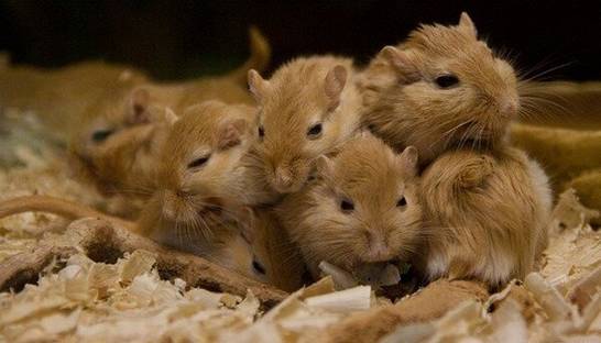 Грызуны-камикадзе: На биоспутнике погибли все монгольские песчанки