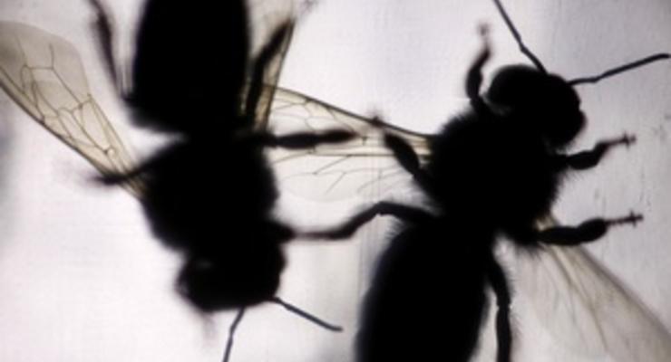 Полосатые саперы: ученые тренируют пчел искать мины