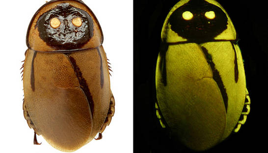 Научные фото недели: Светящиеся тараканы и муравьи-пираты
