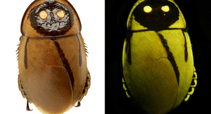 Научные фото недели: Светящиеся тараканы и муравьи-пираты