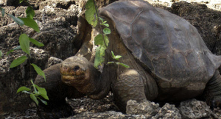 В Коста-Рике убит защитник морских черепах