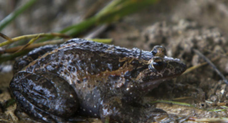 В Израиле обнаружена лягушка, считавшаяся давно вымершей