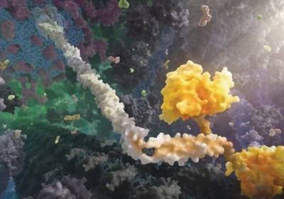 Чудеса под микроскопом: Что скрывает человеческое тело (ФОТО, ВИДЕО)