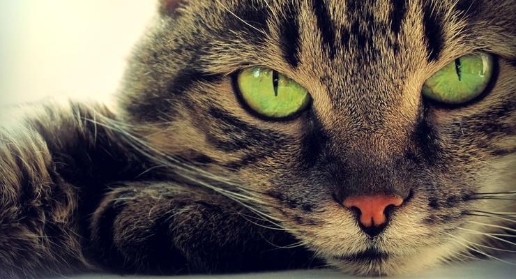 Интересный факт дня: Кошки доводят людей до самоубийства
