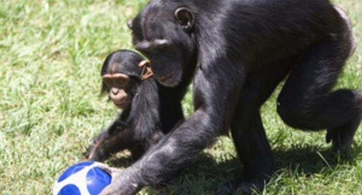 Автобиографическая память шимпанзе и орангутангов не отличается от человеческой - ученые