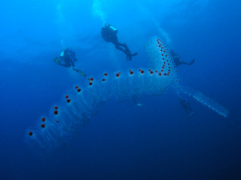 Верхом на чудовище: Невероятное ВИДЕО с «морским единорогом» / yorokobu.es