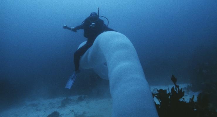 Верхом на чудовище: Невероятное ВИДЕО с «морским единорогом»