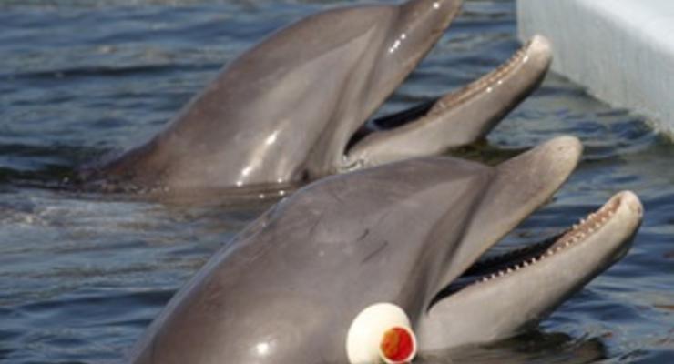 Дельфины помнят своих подруг в течение многих лет, выяснили ученые