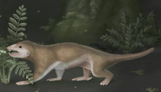 В Китае обнаружили возможных предков млекопитающих