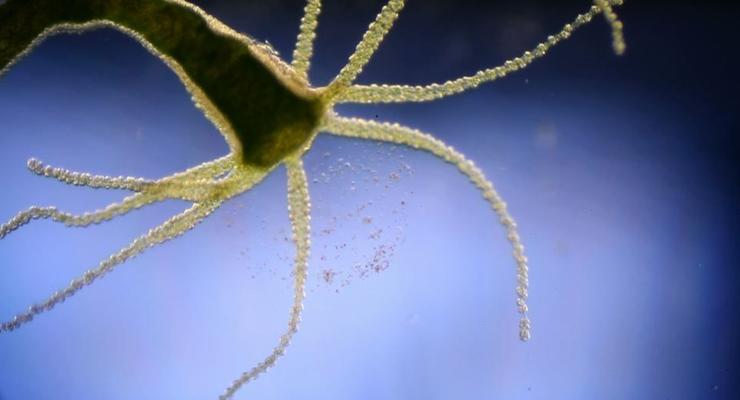 Чудеса в капле воды: Невероятные существа под микроскопом (ФОТО, ВИДЕО)